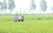 Chăm sóc bảo vệ lúa xuân