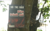 Hồn trinh nữ