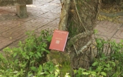 Khi hoa cúc nở