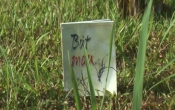 MN1CS:  Bút máu