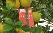 MN1CS:  Đợi chờ