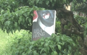 MN1CS:  Hoa hồng máu