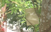 MN1CS:  Viết