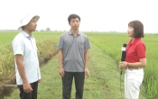 Nhịp cầu nhà nông ( 13/9/2020 )