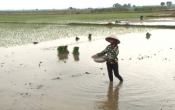 Nhịp cầu nhà nông ( 14/07/2019 )