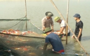 Nhịp cầu nhà nông  24/5/2024