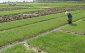 Nhịp cầu nhà nông ( 30/06/2019 )