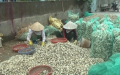 Phóng sự: Mùa xuân biển gọi