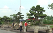 Phóng sự: Triển lãm cây cảnh nghệ thuật (02/10/2018)