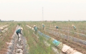 Phóng sự: Vai trò của doanh nghiệp trong xây dựng NTM tại huyện Xuân Trường