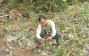 PS  Sung cảnh