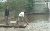 PS  Xuân về trên vùng biển sáng