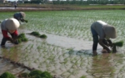 Thời tiết nông vụ ( 06/07/2020 )