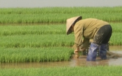 Thời tiết nông vụ  07/02/2022