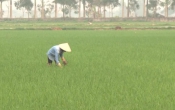 Thời tiết nông vụ  07/4/2025