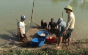 Thông tin thị trường ( 11/11/2021 )
