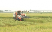 Thu hoạch lúa mùa