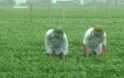 Vàng trong đất (18/7/2021)