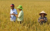 Vàng trong đất  21/5/2025