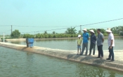Vàng trong đất (23/09/2019)