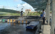 Vàng trong đất  29/3/2022